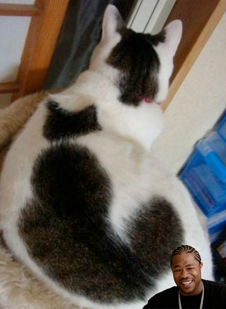 Tags: cat xzibbit x to the z pimp ride